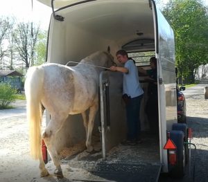 Hängertraining Pferd