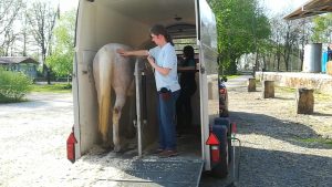 Pferde sicher transportieren und verladen